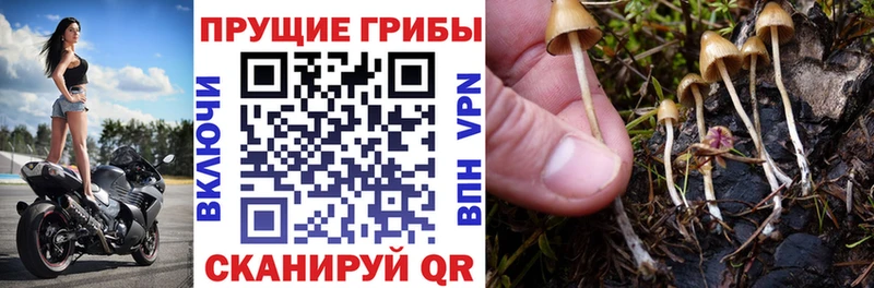Галлюциногенные грибы MAGIC MUSHROOMS  hydra tor  Няндома 